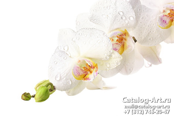 White orchids 44